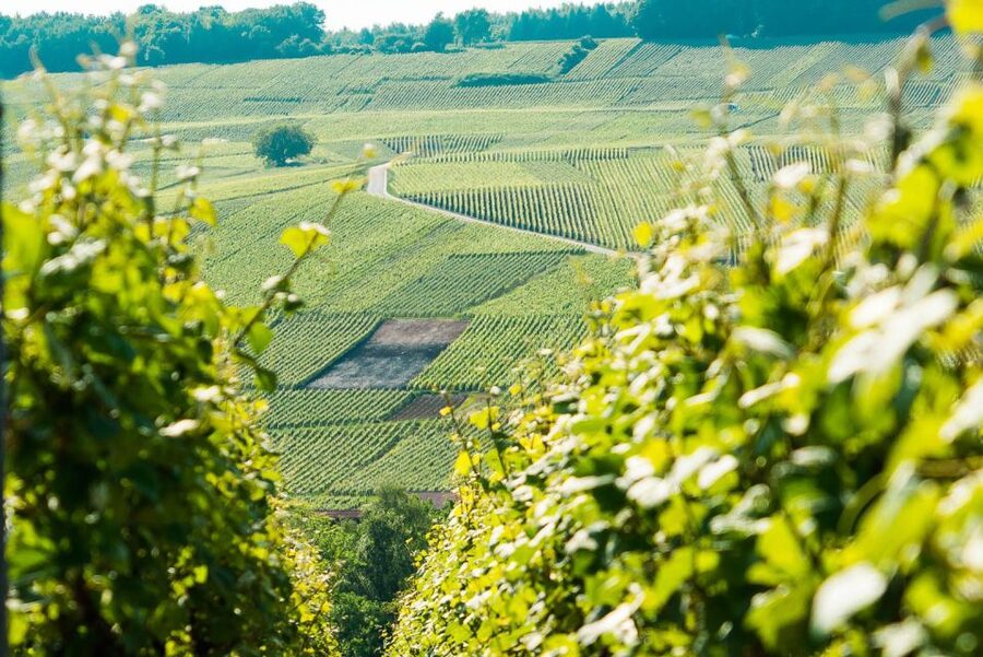 From Paris: Small-Group Champagne Day Trip with Six Tastings - Reims Cathedral and the story of French kings