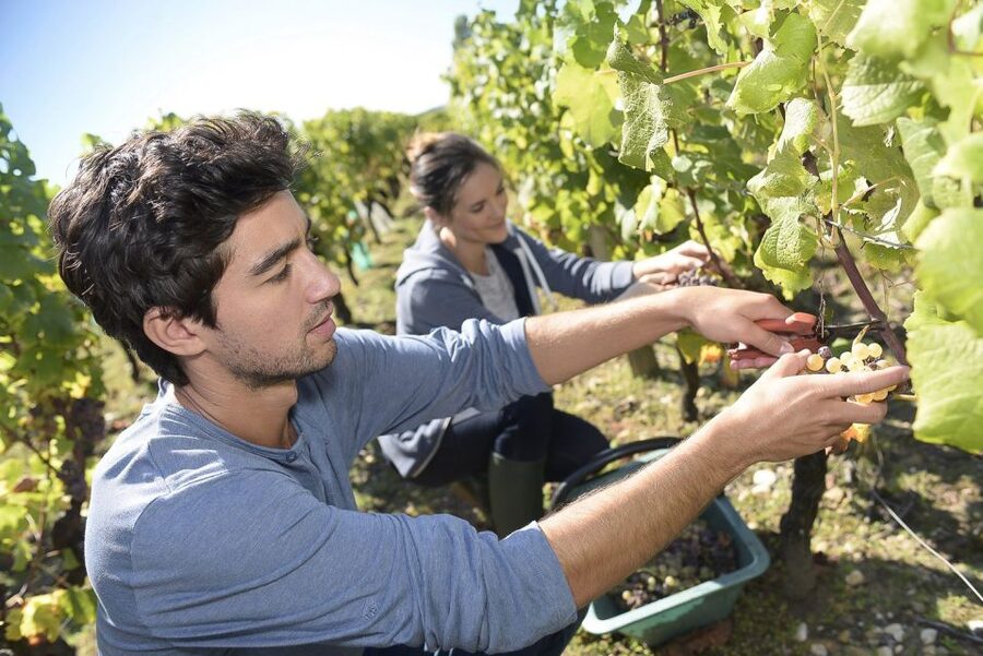 From Paris: Small-Group Champagne Day Trip with Six Tastings - Six glasses, but bring a little discipline