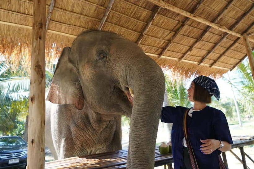 From Pattaya: Living Green Elephant Sanctuary Day Trip - Why This Elephant Visit Feels Different