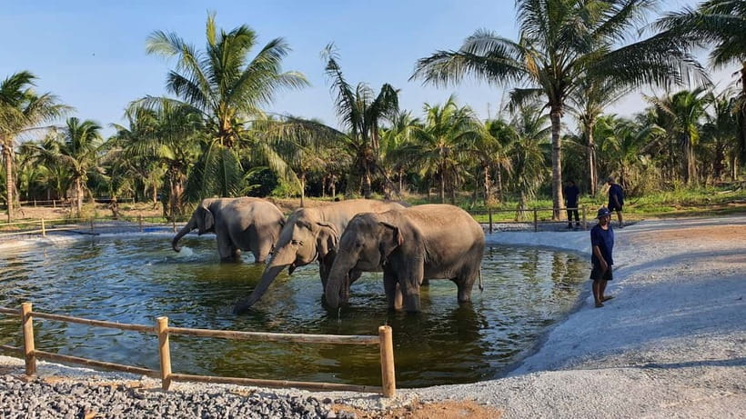 From Pattaya: Living Green Elephant Sanctuary Day Trip - Pad Thai, Watermelon, and a Mountain View