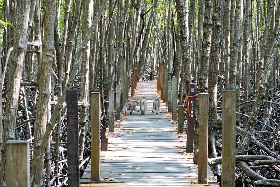 From Pattaya: Rayong Adventure Hike and Kayak Day Trip - What to bring for a wet, sweaty day