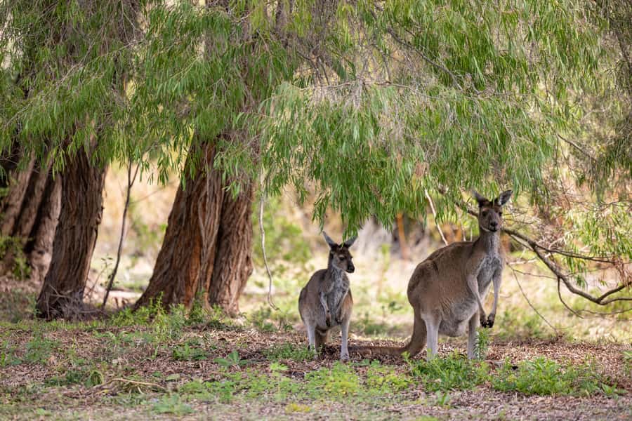 From Perth: Pinnacles Lobster Shack and Yanchep Day Trip - Cervantes and lunch at Lobster Shack