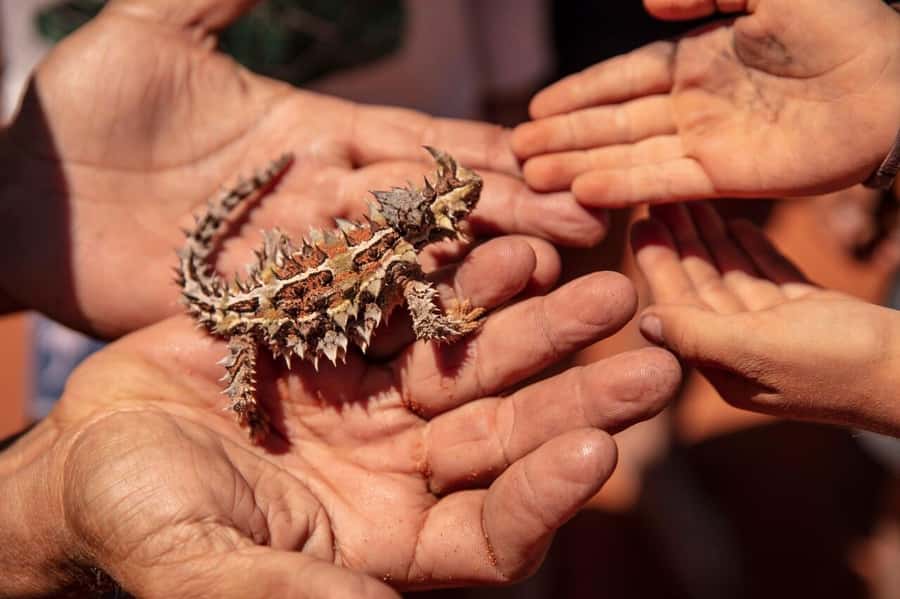 From Perth: Pinnacles Lobster Shack and Yanchep Day Trip - Walking among the Pinnacles