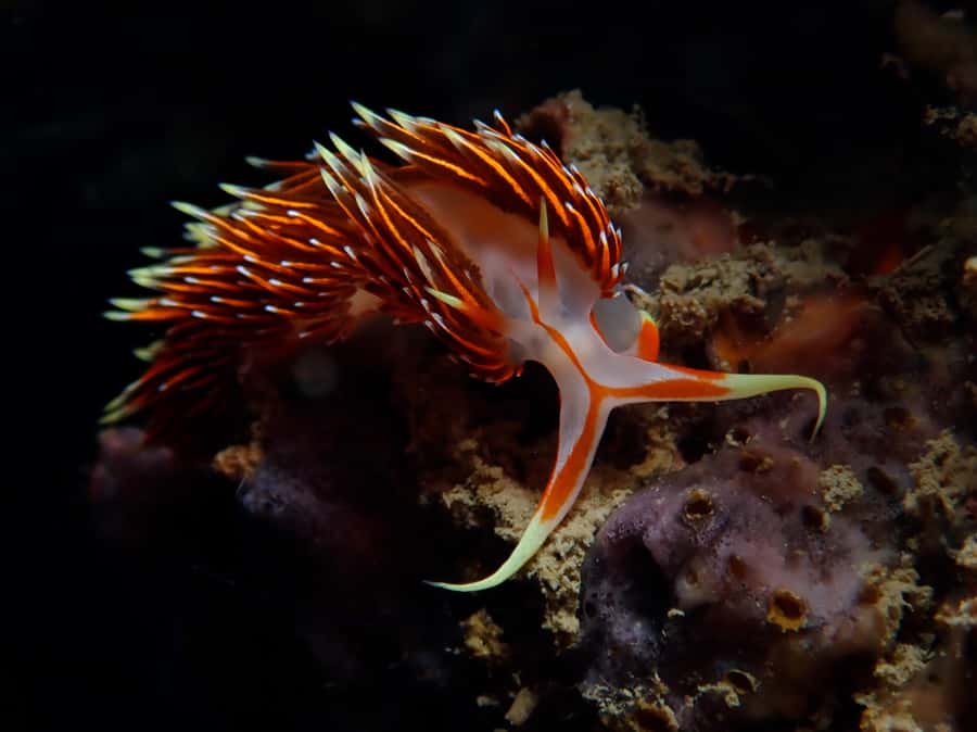 From Phi Phi: Beginner Scuba Diving Day Trip with 2 Dives - What the reviews reveal about the experience