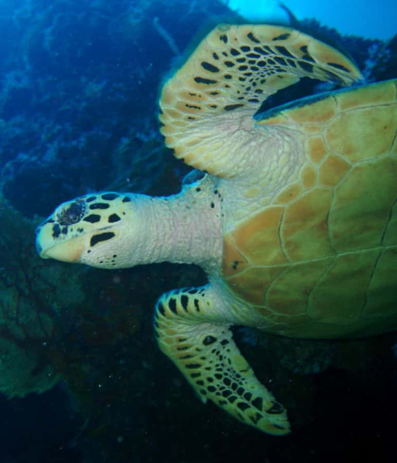From Phi Phi: Beginner Scuba Diving Day Trip with 2 Dives - The 30-minute boat ride to the reef