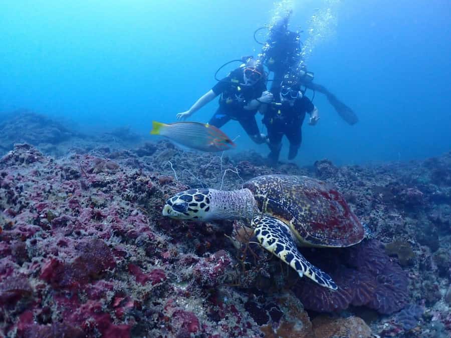 From Phi Phi: Beginner Scuba Diving Day Trip with 2 Dives - Thai lunch and fruit on the boat