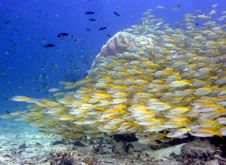 From Phi Phi: Beginner Scuba Diving Day Trip with 2 Dives - Returning to Phi Phi and choosing your departure time