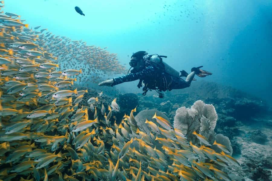 From Phi Phi: Beginner Scuba Diving Day Trip with 2 Dives - Contact Blue View Divers before you reach Phi Phi