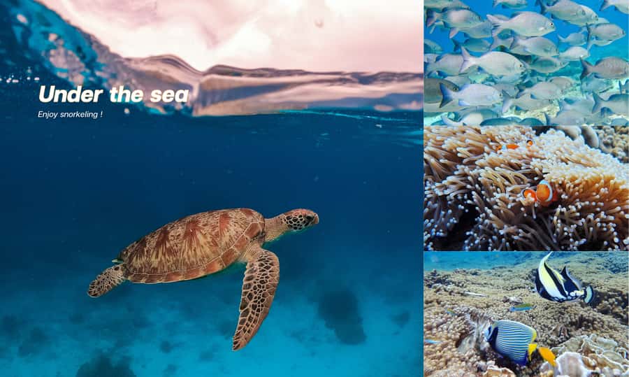 From Phuket or Khaolak : Similan Islands Day Trip - Ba Ngu Island: the first look beneath the water
