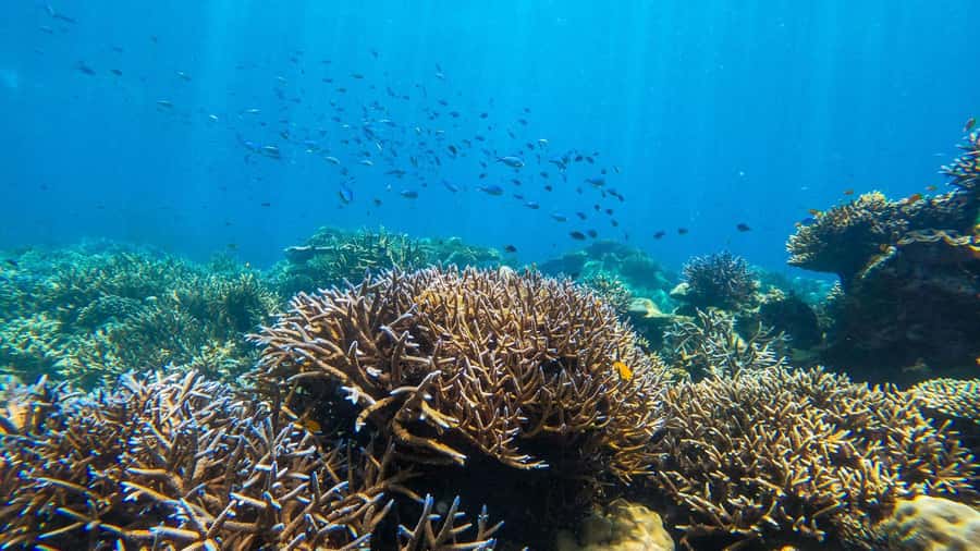 From Phuket or Khaolak: Surin Islands Day Trip - Who should book this Surin Islands day trip?