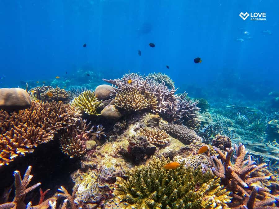 From Phuket or Khaolak: Surin Islands Day Trip - Nemo Bay and Twin Beach start the water time