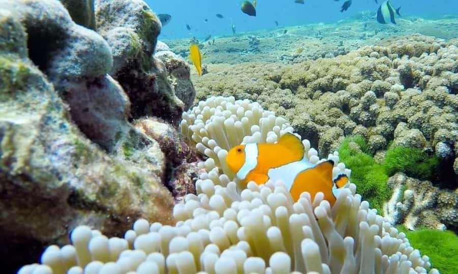 From Phuket: Similan Islands Day Trip - Crowds, sustainability, and comfort