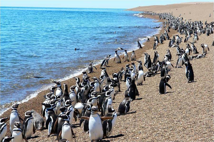 From Puerto Madryn: Full Day Excursion to Punta Tombo - Practical booking advice for Punta Tombo