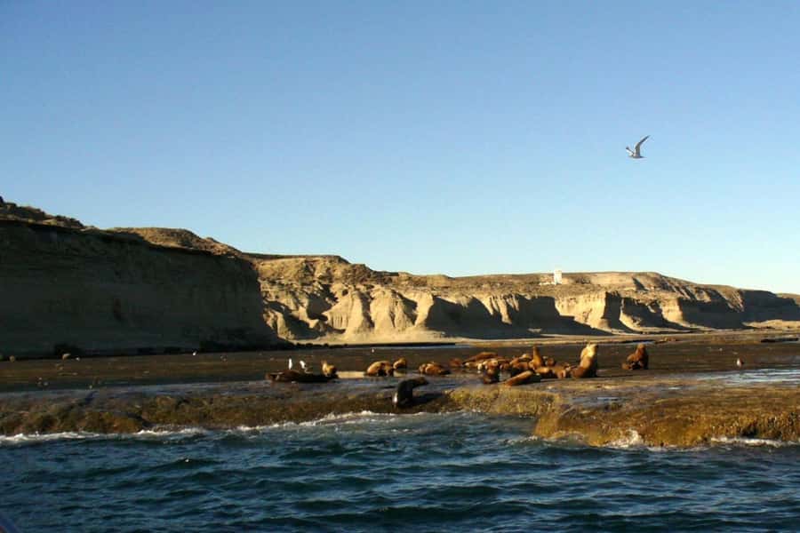 From Puerto Madryn: Full Day Excursion to Punta Tombo - Why Punta Tombo is worth the long road from Puerto Madryn