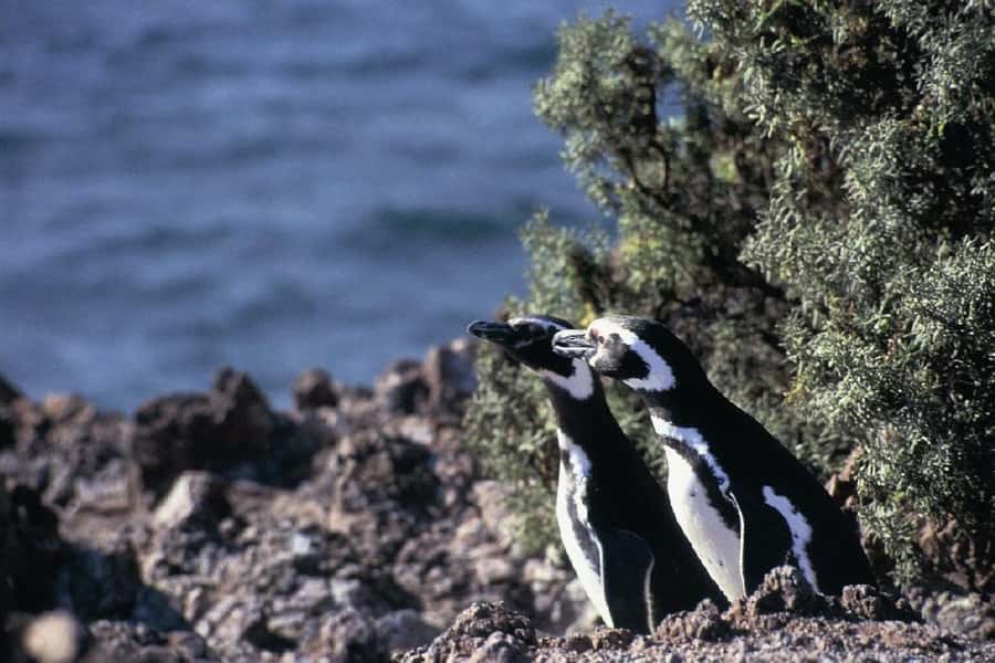 From Puerto Madryn: Full Day Excursion to Punta Tombo - Lunch, bathrooms, and the Patagonian wind