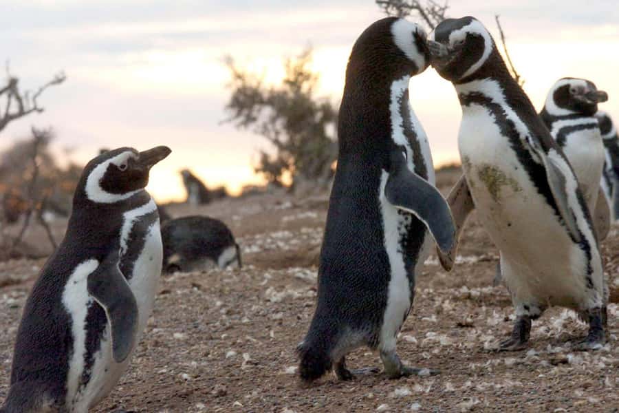From Puerto Madryn: Full Day Excursion to Punta Tombo - Is the $112 price good value?