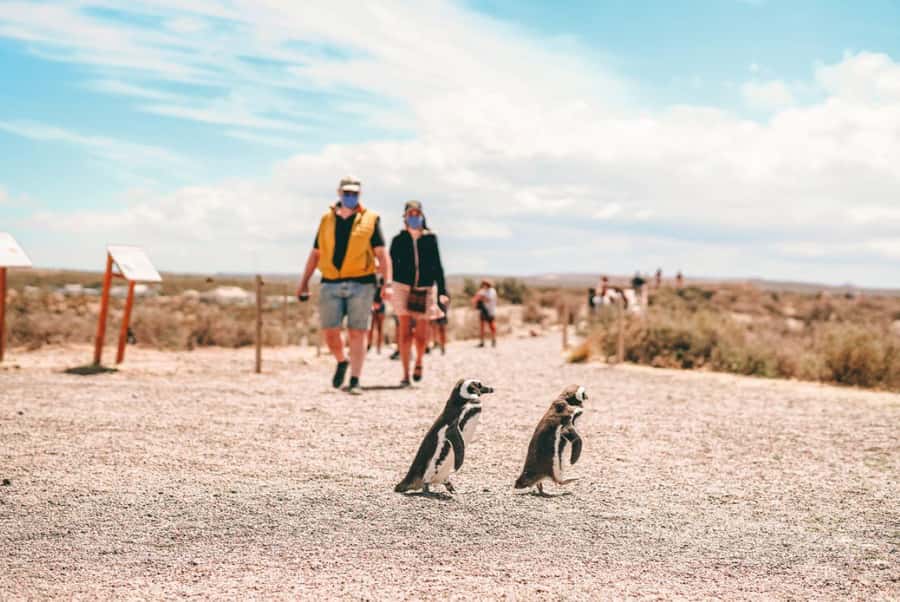 From Puerto Madryn: Full Day Excursion to Punta Tombo - Who will enjoy this excursion most?