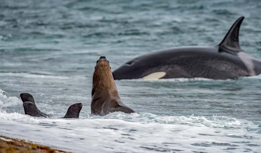 From Puerto Madryn: Penguin Tour & Península Valdés Day Trip - Why this Península Valdés day trip works
