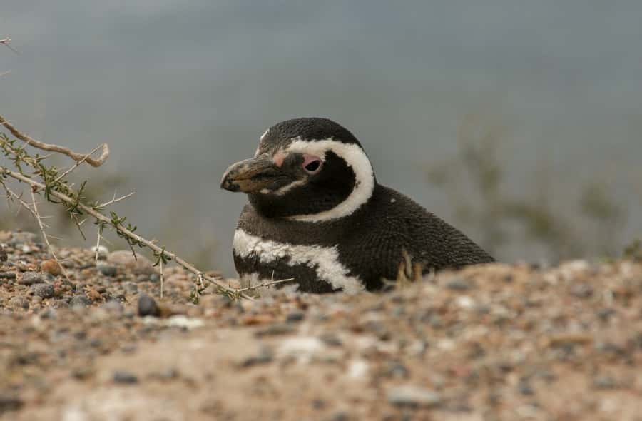 From Puerto Madryn: Penguin Tour & Península Valdés Day Trip - Lunch at San Lorenzo: convenient, but not included