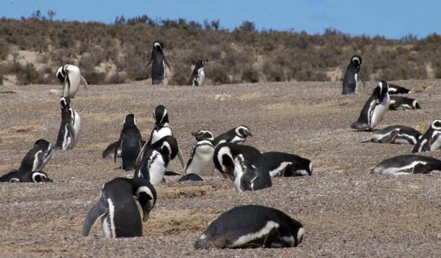 From Puerto Madryn: Penguin Tour & Península Valdés Day Trip - Punta Norte and the limits of wildlife watching