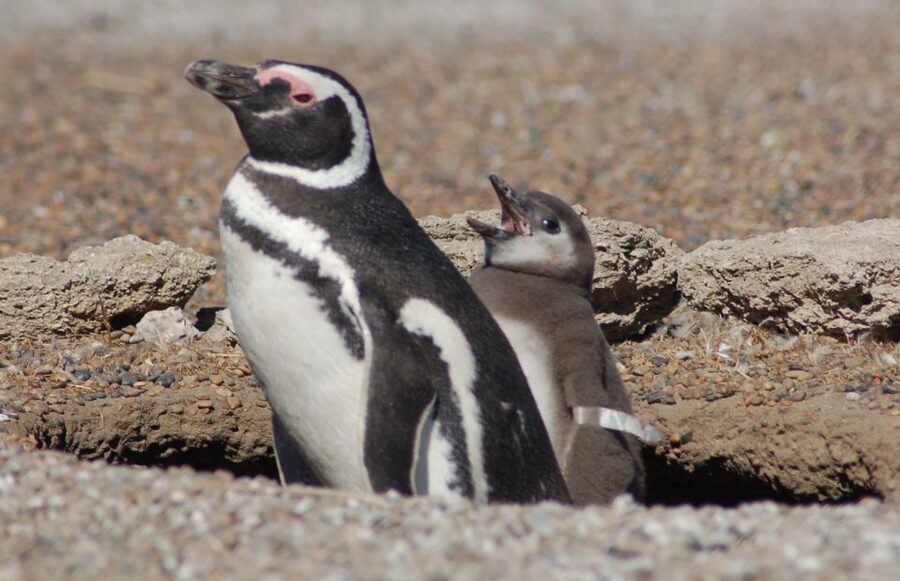 From Puerto Madryn: Penguin Tour & Península Valdés Day Trip - Wildlife along the roads