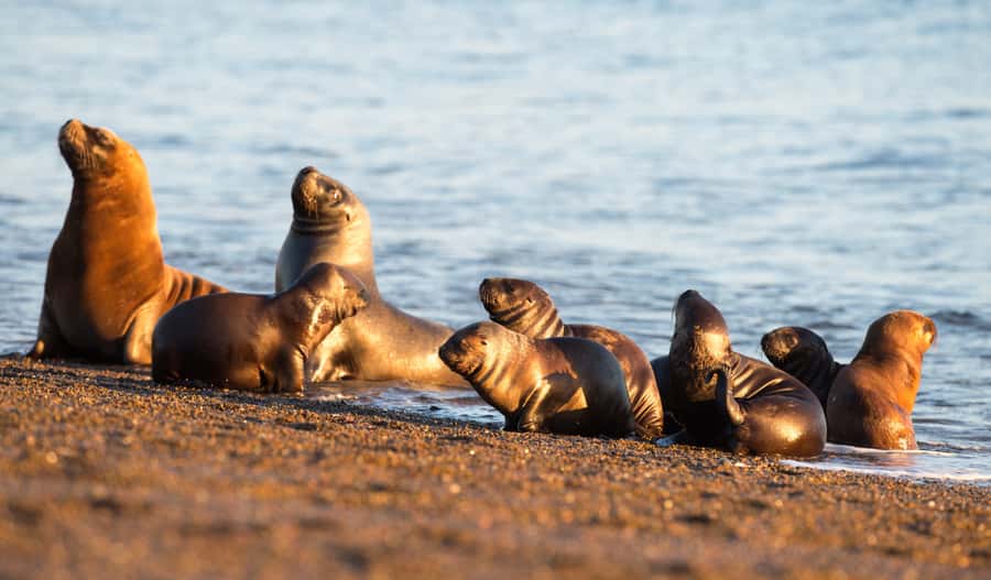 From Puerto Madryn: Penguin Tour & Península Valdés Day Trip - Is $198 a fair price?