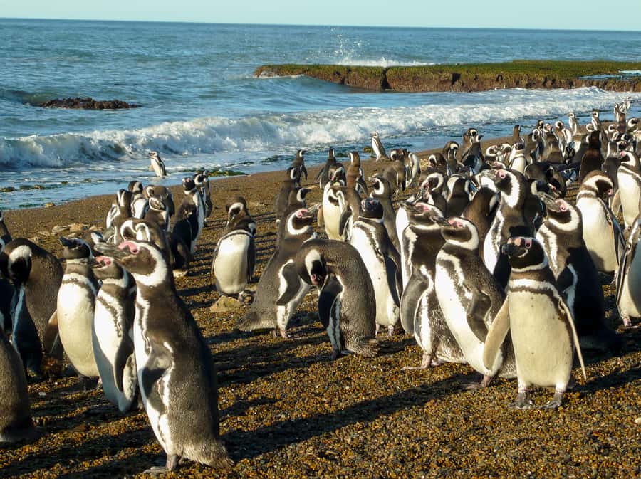 From Puerto Madryn: Penguin Tour & Península Valdés Day Trip - Who should book this tour?