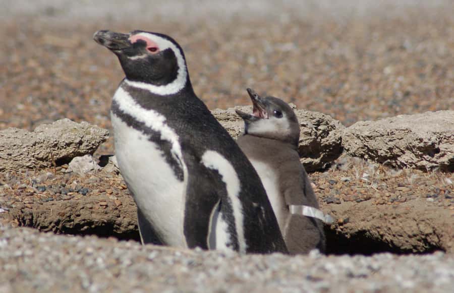 From Puerto Madryn: Penguin Tour & Península Valdés Day Trip - 7:30 a.m. pickup and the road to Puerto Pirámides