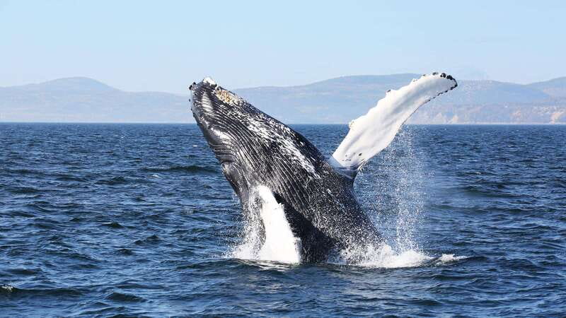 From Quebec City: Whale Watching Excursion Full-Day Trip - Leaving from Fontaine de Tourny