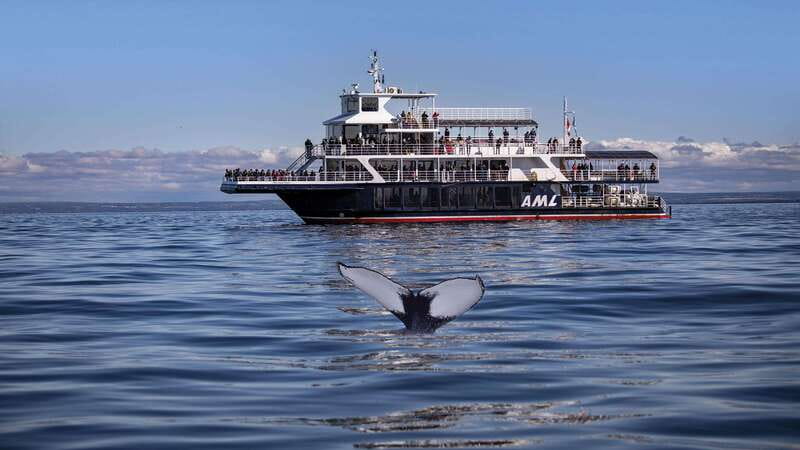 From Quebec City: Whale Watching Excursion Full-Day Trip - Baie-Sainte-Catherine and the marine park