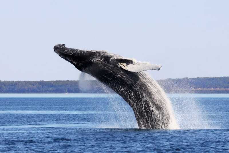 From Quebec City: Whale Watching Excursion Full-Day Trip - Choosing the large boat