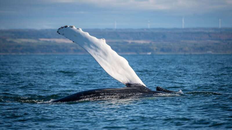 From Quebec City: Whale Watching Excursion Full-Day Trip - What the guides add