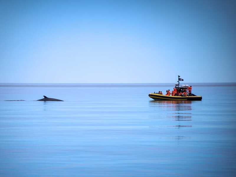 From Quebec City: Whale Watching Excursion Full-Day Trip - Food, clothing, and other practical matters