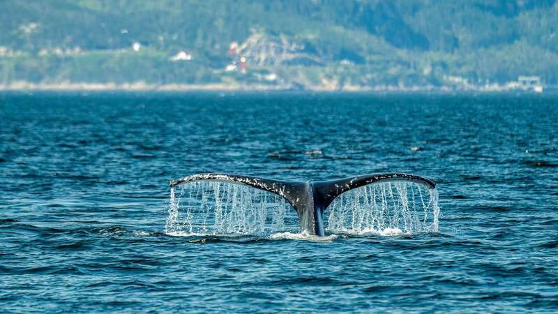 From Quebec City: Whale Watching Excursion Full-Day Trip - The scenic route through Charlevoix