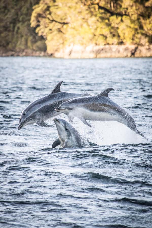 From Queenstown: Doubtful Sound Wilderness Day Trip - The Queenstown departure and ride to Manapouri