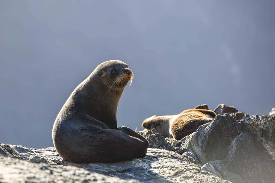 From Queenstown: Milford Sound Cruise and Coach Day Trip - Food, drinks, and comfort on the day