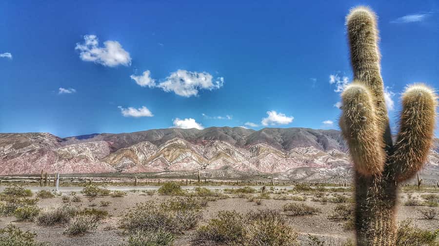 From Salta: Day Trip to Cachi and the Calchaquí Valleys - Quebrada de los Laureles and the Yungas forest