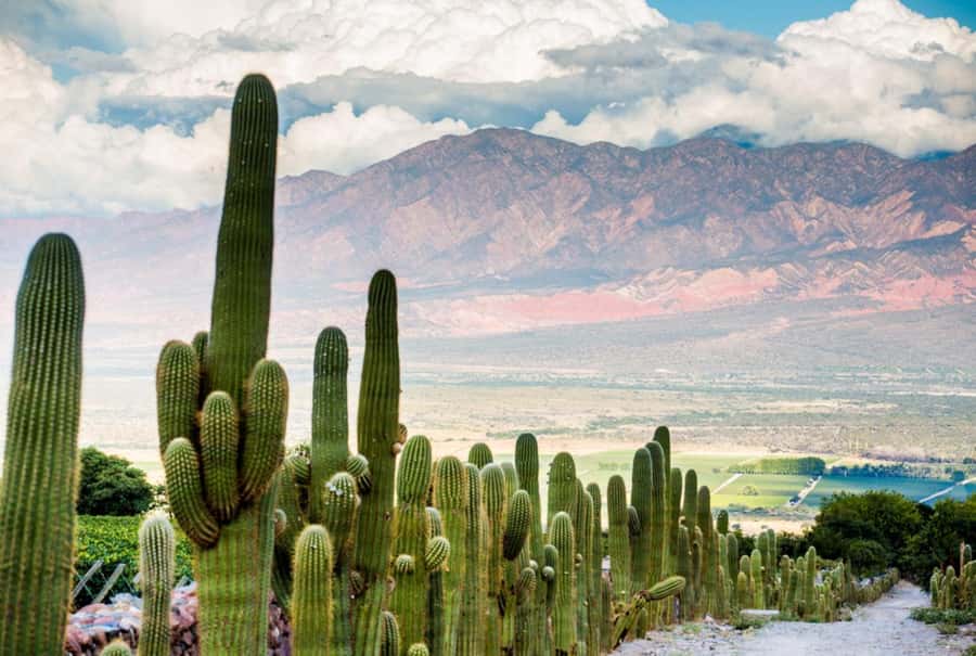 From Salta: Day Trip to Cafayate - Practical advice for making the day easier