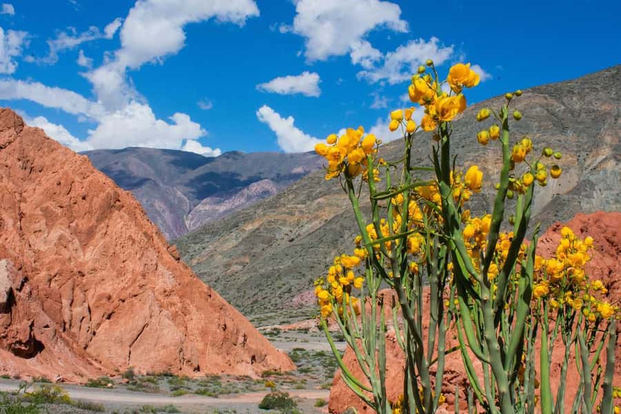 From Salta: Full-Day Trip to Salinas Grandes and Purmamarca - Should You Book This Salinas Grandes Tour?