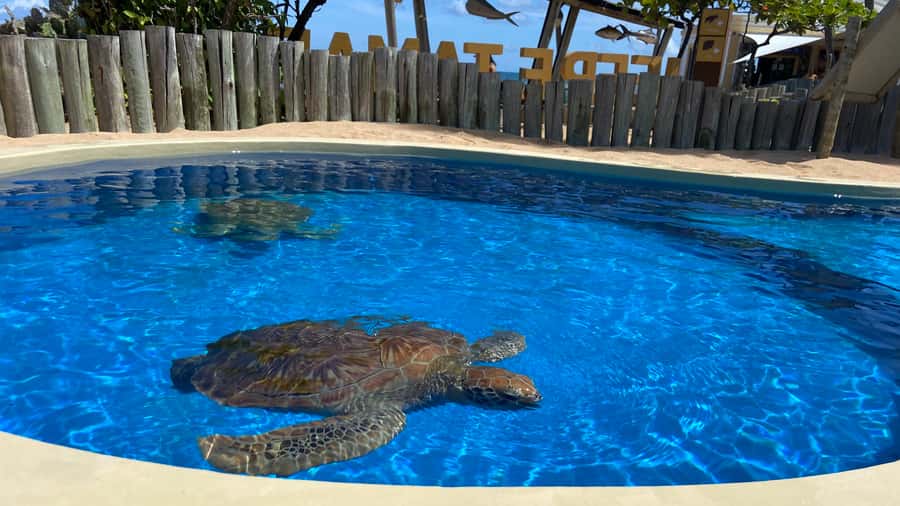 From Salvador: Praia do Forte & Guarajuba Beach Daytrip - FAQ