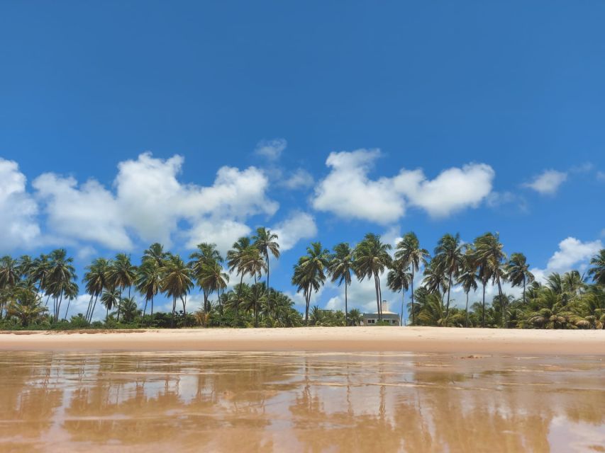 From Salvador: Praia do Forte & Guarajuba Beach Daytrip - Should you book the Praia do Forte and Guarajuba day trip?
