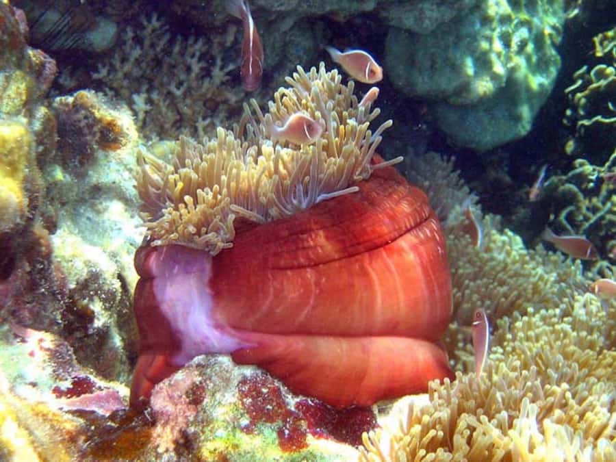 From Samui: Ko Tao and Koh Nang Yuan Speedboat Day Trip - Coral, fish, turtles, and the limits of paradise