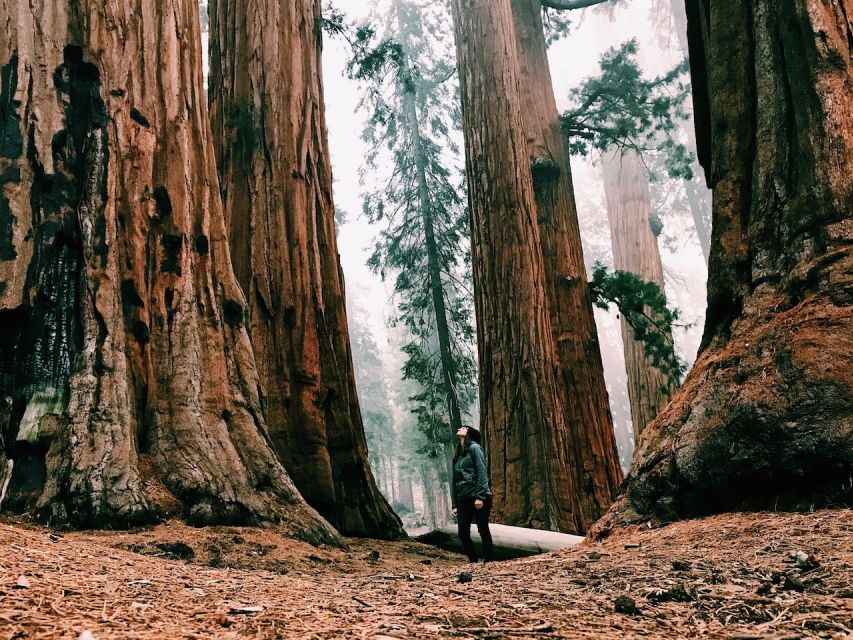 From San Francisco: Day Trip to Yosemite National Park - Who should book this Yosemite tour