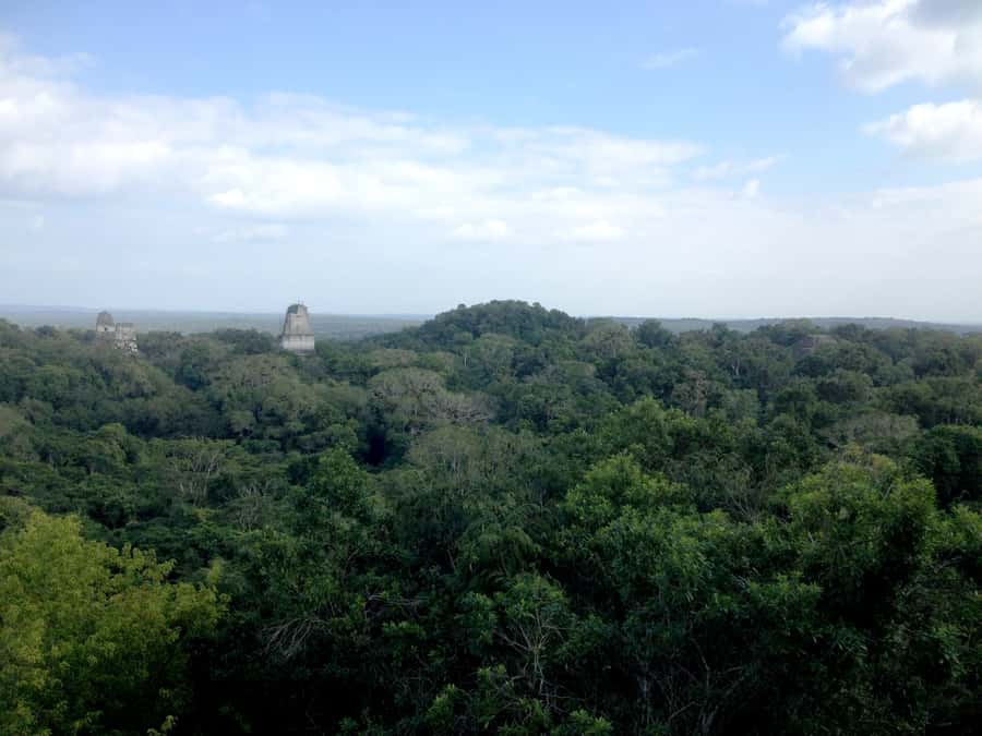 From San Ignacio: Tikal Maya Site Day-Trip with Local Lunch - Climbing temples above the forest