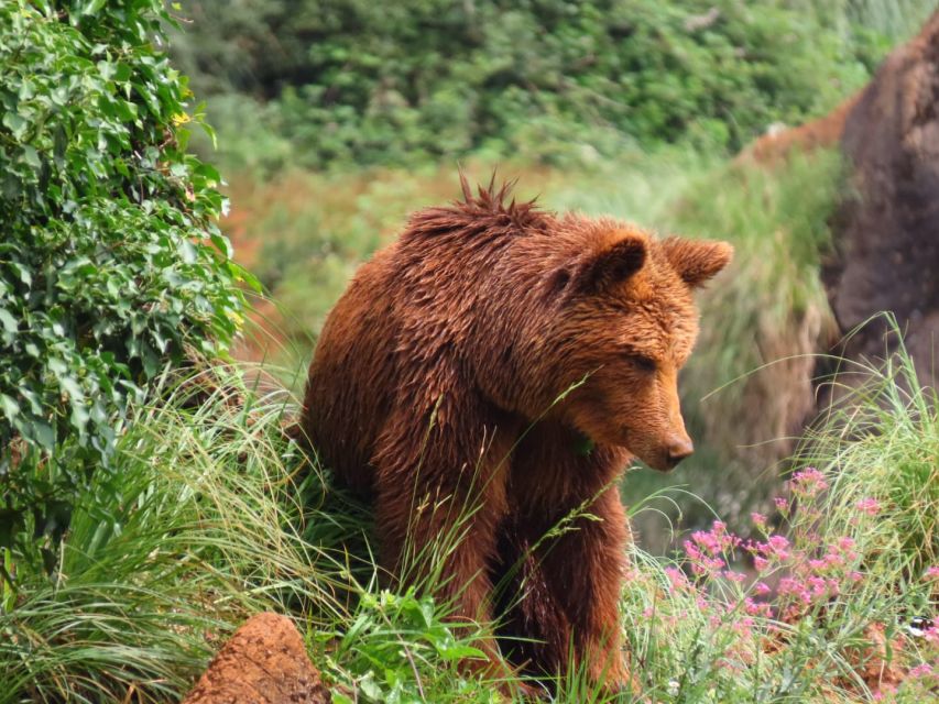 From Santander: Cabarceno Natural Park Half-Day Trip - Four hours among animals from five continents
