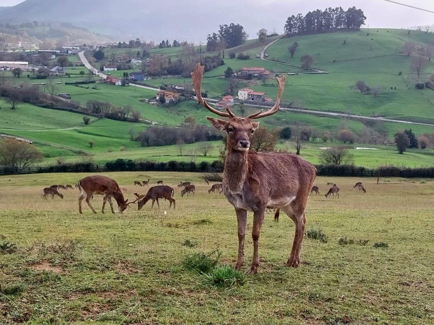 From Santander: Cabarceno Natural Park Half-Day Trip - Raptor flights and the most important seasonal warning