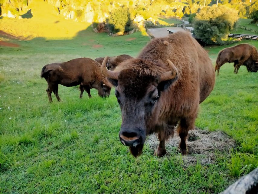 From Santander: Cabarceno Natural Park Half-Day Trip - Is $100 good value?