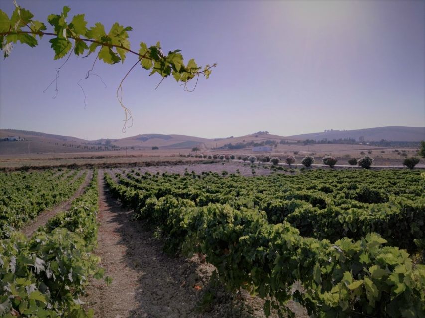 From Seville: Cadiz and Jerez de la Frontera Day Trip - How good is the guiding?