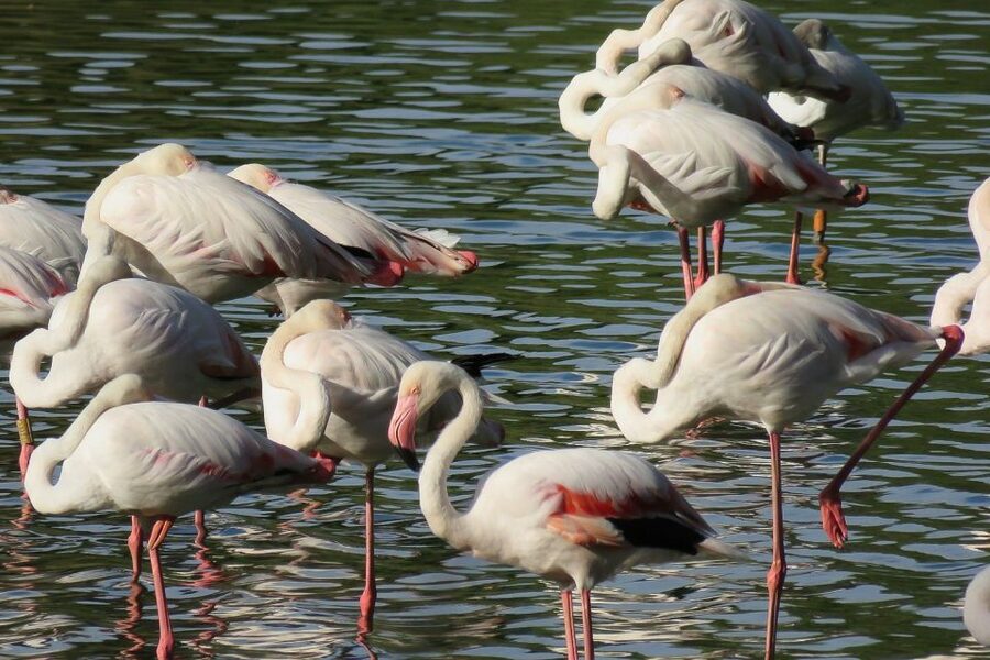 From Seville: Doñana National Park Day Trip - Why Doñana Makes a Good Day Trip from Seville