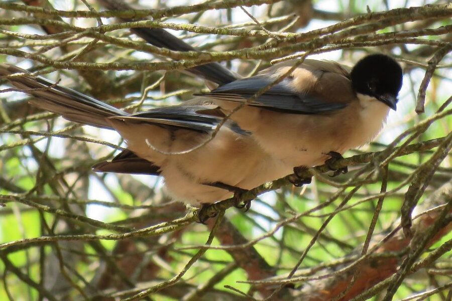 From Seville: Doñana National Park Day Trip - Who Will Enjoy This Doñana Excursion?